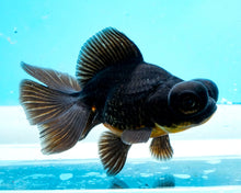 Load image into Gallery viewer, Black Butterfly Telescope (3-4 inches) Imported from Thailand