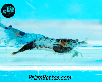 Black Rili Neocardina Shrimp 5 pack B Grade