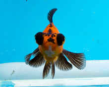 Load image into Gallery viewer, Apache Butterfly Telescope (3-4 inches) Imported from Thailand