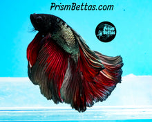 Load image into Gallery viewer, Red Copper Halfmoon Male