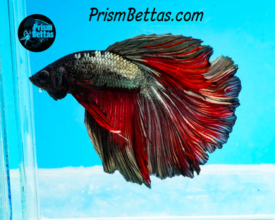 Red Copper Halfmoon Male