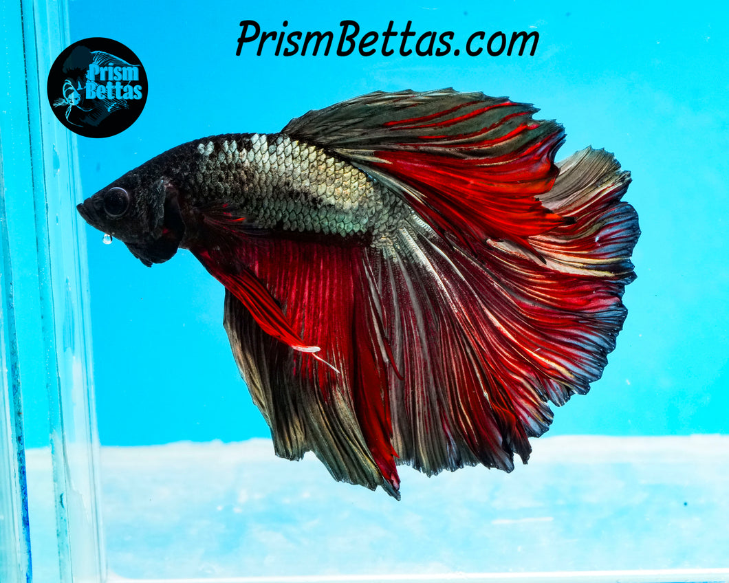 Red Copper Halfmoon Male