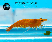 Load image into Gallery viewer, Sunkist Neocardina Shrimp 5 pack B Grade
