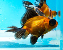 Load image into Gallery viewer, Apache Butterfly Telescope (3-4 inches) Imported from Thailand