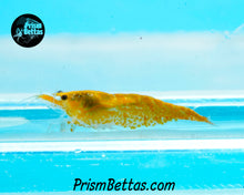 Load image into Gallery viewer, Sunkist Neocardina Shrimp 5 pack B Grade