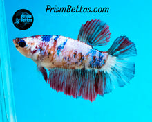 Load image into Gallery viewer, Marble Halfmoon Female