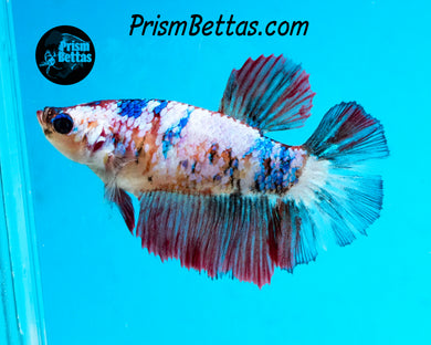 Marble Halfmoon Female