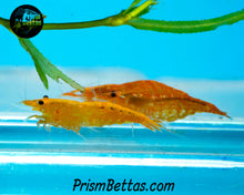 Load image into Gallery viewer, Sunkist Neocardina Shrimp 5 pack B Grade