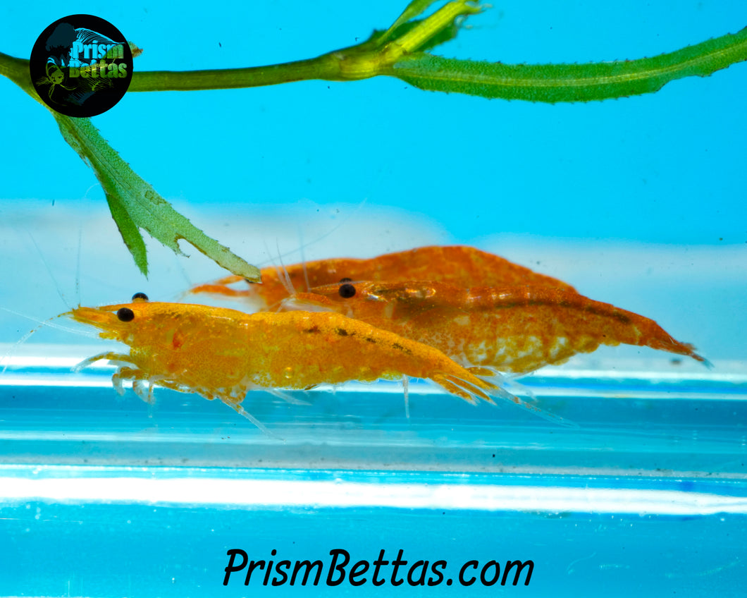 Sunkist Neocardina Shrimp 5 pack B Grade