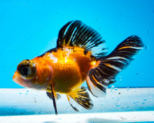 Load image into Gallery viewer, Tricolor Butterfly Telescope (3-4 inches) Imported from Thailand