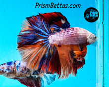 Load image into Gallery viewer, Rainbow Marble Halfmoon Male