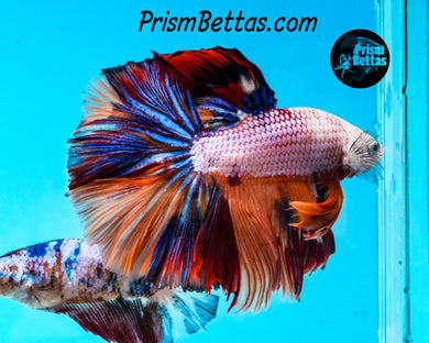 Rainbow Marble Halfmoon Male