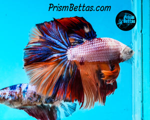 Rainbow Marble Halfmoon Male