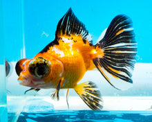 Load image into Gallery viewer, Tricolor Butterfly Telescope (3-4 inches) Imported from Thailand