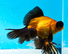 Load image into Gallery viewer, Apache Butterfly Telescope (3-4 inches) Imported from Thailand