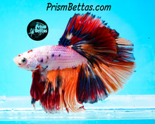 Load image into Gallery viewer, Rainbow Marble Halfmoon Male