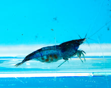 Load image into Gallery viewer, Blue Rili Neocardina Shrimp 5 pack B Grade