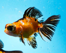 Load image into Gallery viewer, Tricolor Butterfly Telescope (3-4 inches) Imported from Thailand