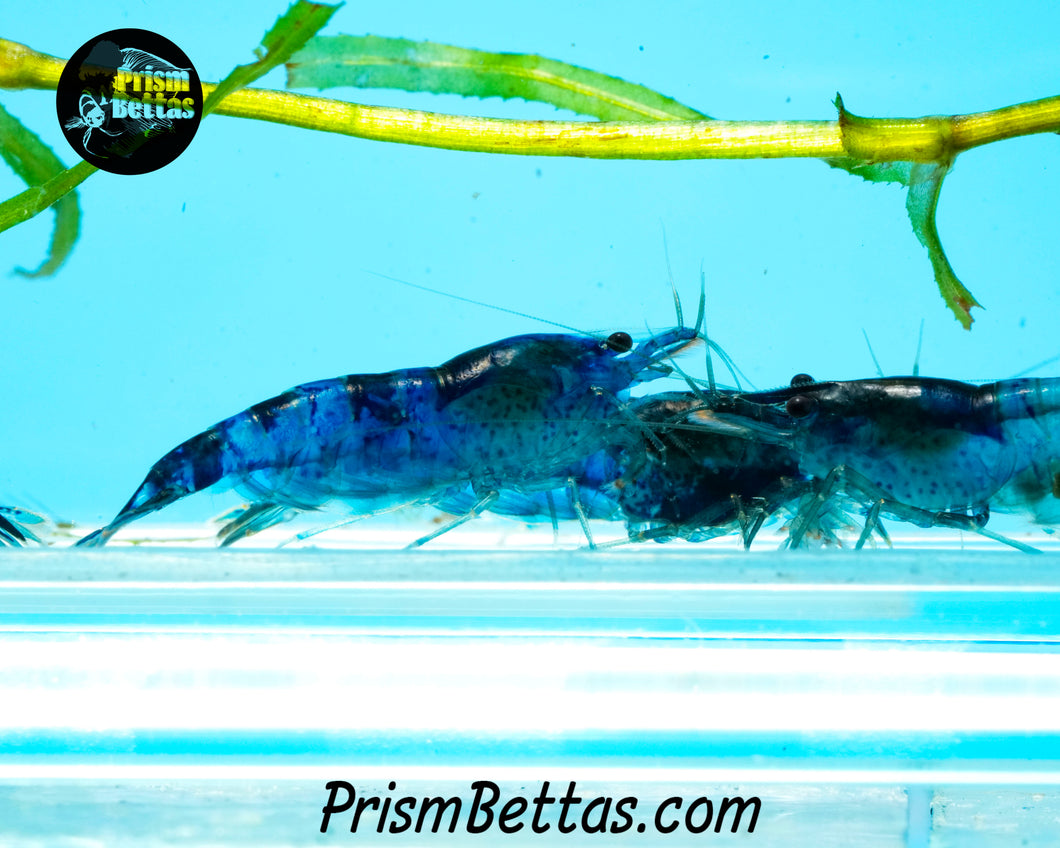 Blue Rili Neocardina Shrimp 5 pack B Grade