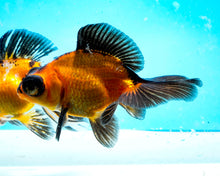 Load image into Gallery viewer, Apache Butterfly Telescope (3-4 inches) Imported from Thailand