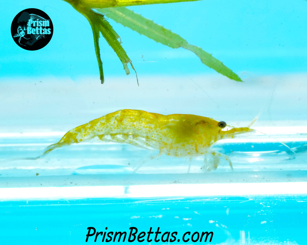 Yellow Neocardina Shrimp 5 pack