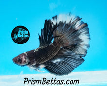 Load image into Gallery viewer, Copper Blacklight Marble Halfmoon Male