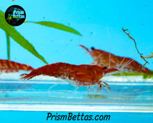 Load image into Gallery viewer, Red Cherry Neocardina Shrimp 5 pack