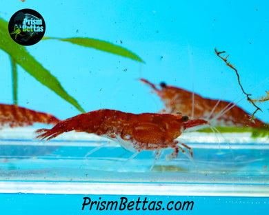 Red Cherry Neocardina Shrimp 5 pack