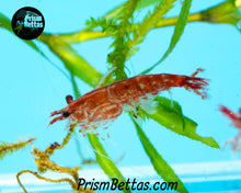 Load image into Gallery viewer, Red Cherry Neocardina Shrimp 5 pack