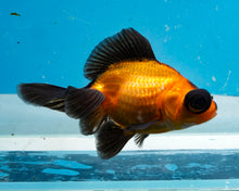 Load image into Gallery viewer, Apache Butterfly Telescope (3-4 inches) Imported from Thailand