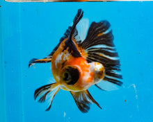 Load image into Gallery viewer, Tricolor Butterfly Telescope (3-4 inches) Imported from Thailand