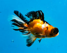 Load image into Gallery viewer, Tricolor Butterfly Telescope (3-4 inches) Imported from Thailand