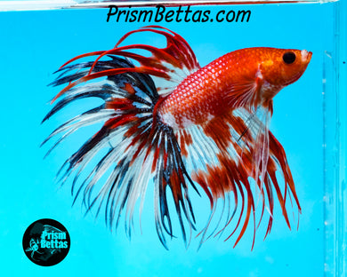 Marble Crowntail Male