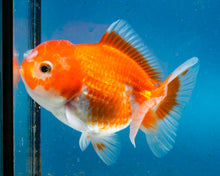 Load image into Gallery viewer, Orange Oranda Female (3.5 inches) Imported from Thailand