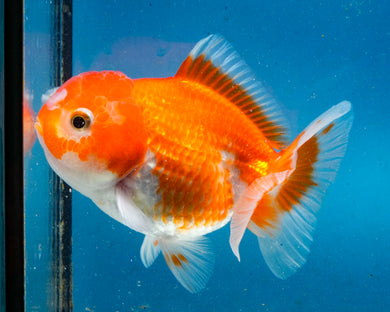 Orange Oranda Female (3.5 inches) Imported from Thailand