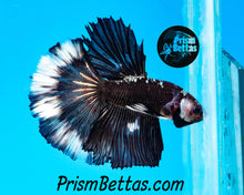 Load image into Gallery viewer, Copper Blacklight Marble Halfmoon Male