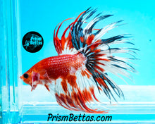 Load image into Gallery viewer, Marble Crowntail Male