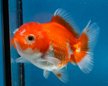 Load image into Gallery viewer, Orange Oranda Female (3.5 inches) Imported from Thailand