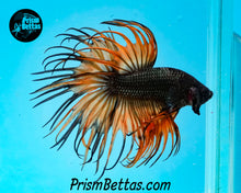 Load image into Gallery viewer, Orange Chocolate Crowntail Male