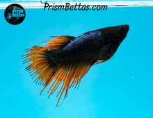 Load image into Gallery viewer, Orange Chocolate Crowntail Female