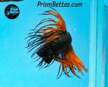 Load image into Gallery viewer, Orange Chocolate Crowntail Male