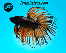 Load image into Gallery viewer, Orange Chocolate Crowntail Male