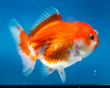 Load image into Gallery viewer, Orange Oranda Female (3.5 inches) Imported from Thailand