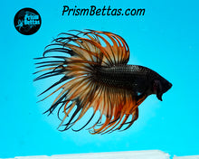 Load image into Gallery viewer, Orange Chocolate Crowntail Male