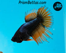 Load image into Gallery viewer, Orange Chocolate Crowntail Female