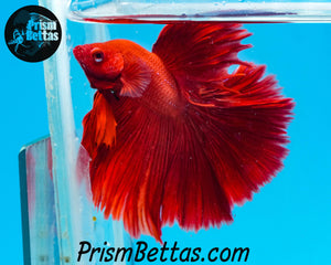 Red Halfmoon Male