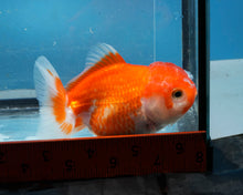 Load image into Gallery viewer, Orange Oranda Female (3.5 inches) Imported from Thailand