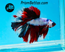 Load image into Gallery viewer, Marble Halfmoon Male