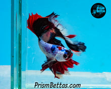 Load image into Gallery viewer, Marble Halfmoon Male