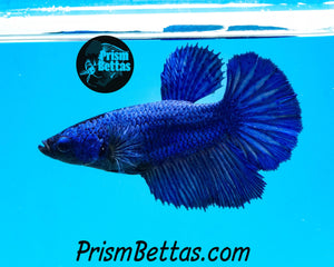 Blue Halfmoon Female